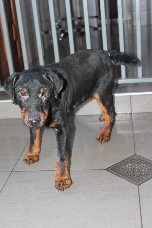 იაქტერიერი ბობი