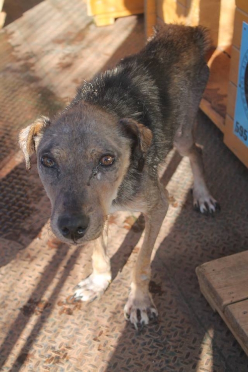 მეტისი უსახელო