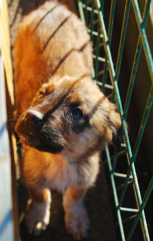 მეტისი უსახელო