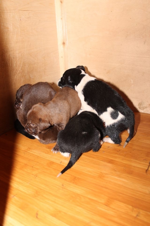 მეტისის ლეკვები უსახელო