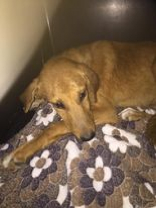 მეტისი აფრიკა