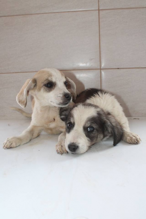 მეტისის ლეკვები უსახელო