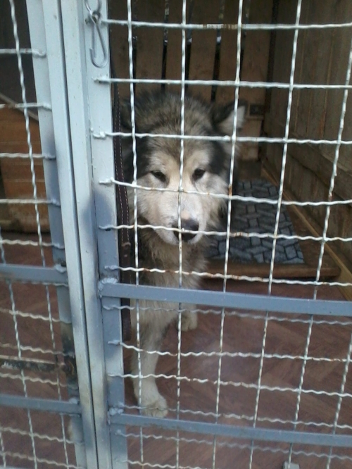 ალიასკის მალამუტი მალუ