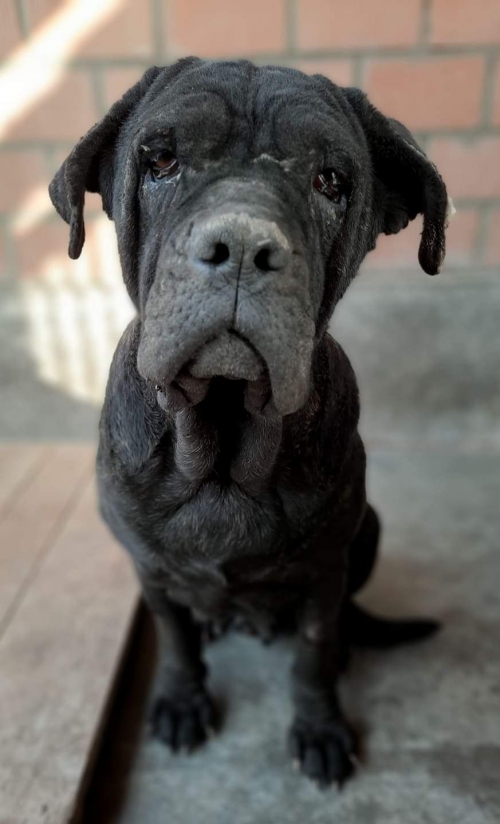 კანე კორსო ვარკეთილი