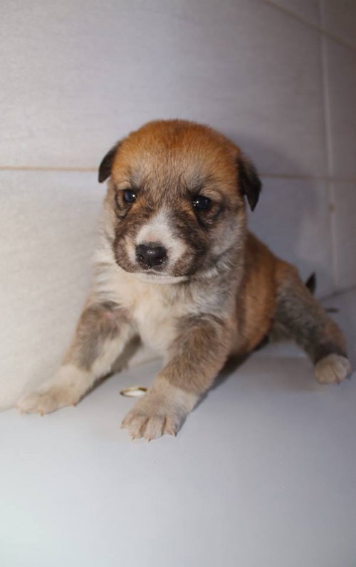 მეტისი უსახელო