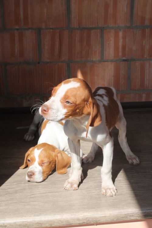 პოინტერი უსახელო