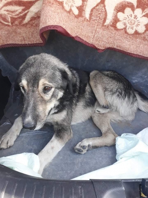 მეტისი უსახელო