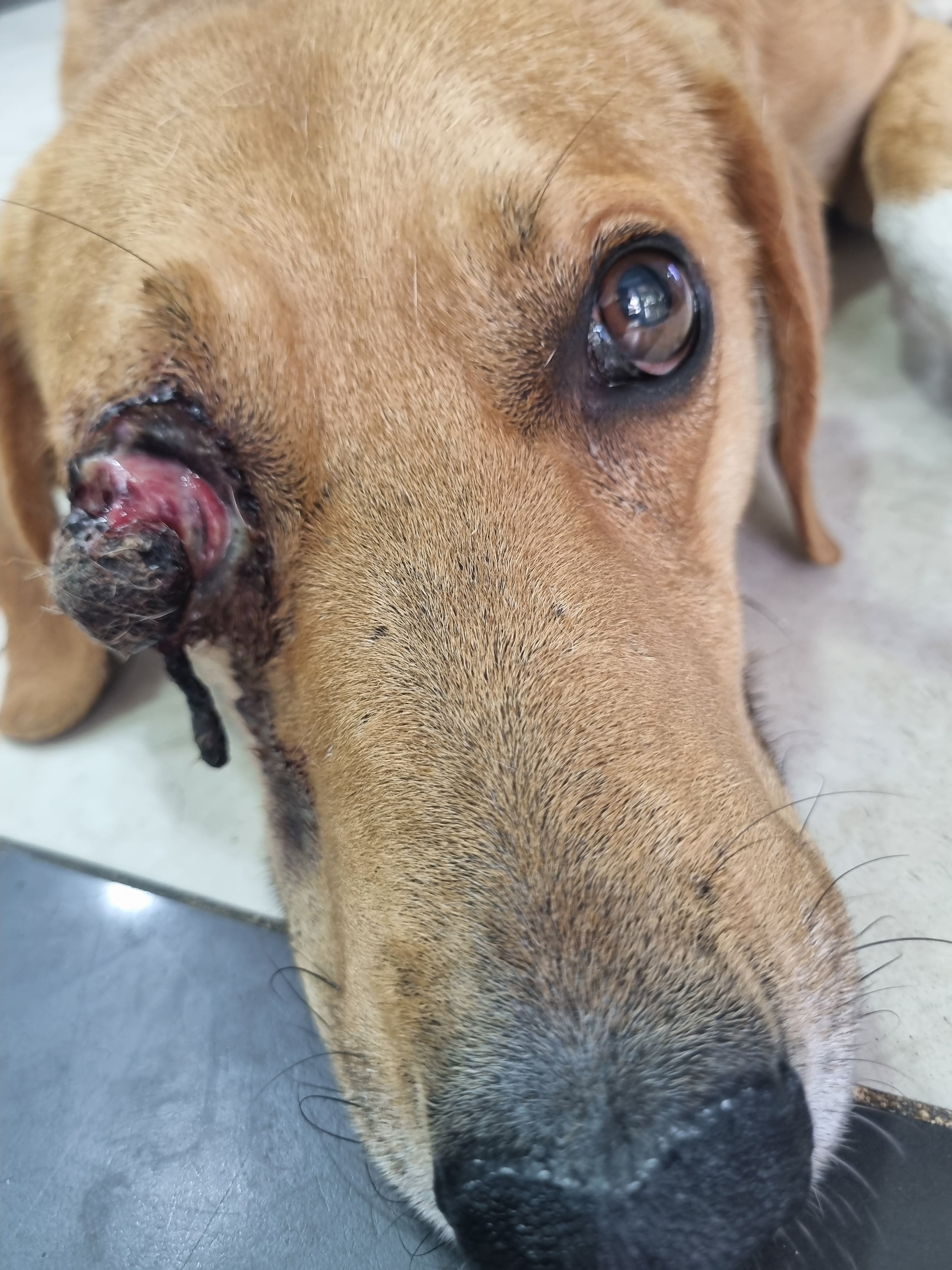 მეტისი. დუშეთი