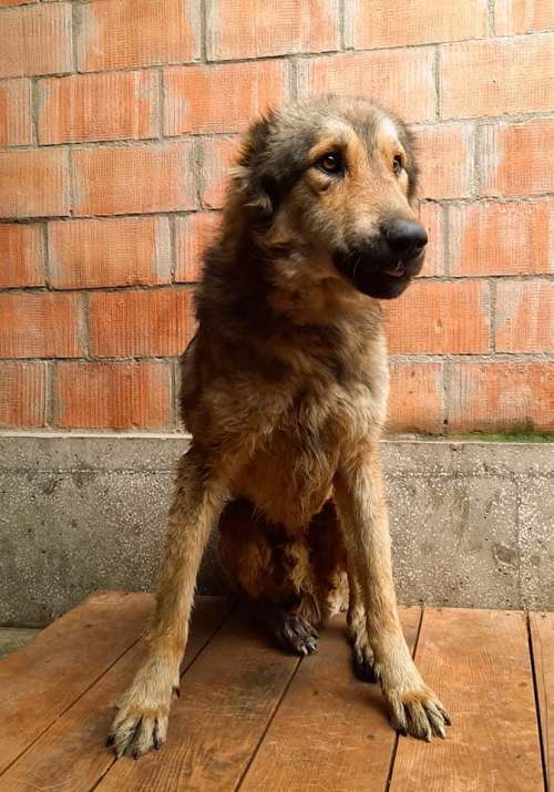 ქართული ნაგაზი ყვარელის რაიონი ნათია ბეუქლიშვილი