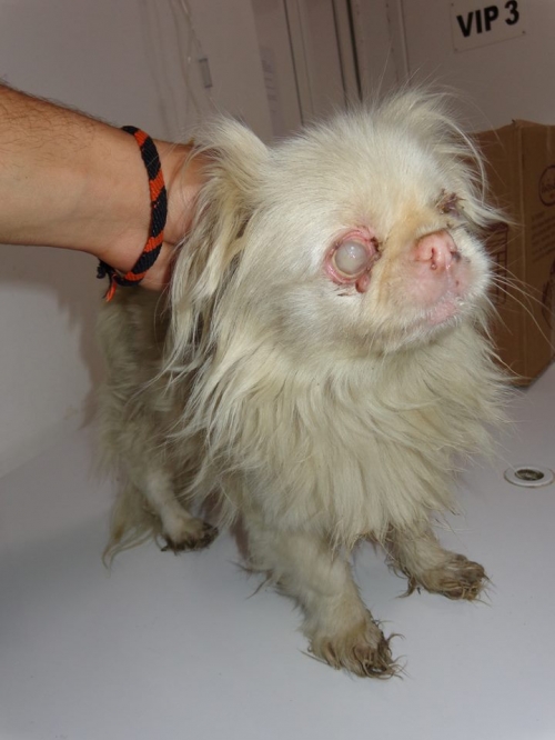 პეკინესი უცნობი