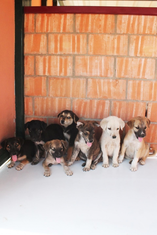 მეტისის ლეკვები უსახელო