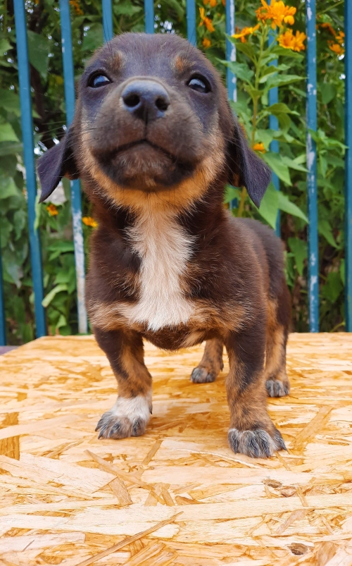 მეტისი უსახელო