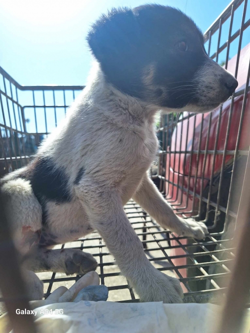 მეტისი კაეროს ქუჩა