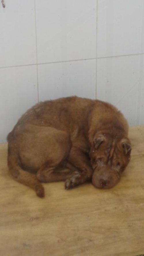 შარპეი უსახელო