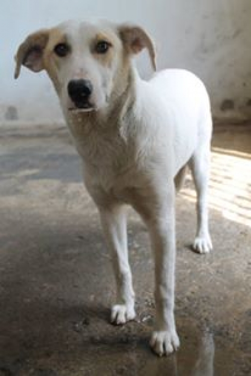 მეტისი ტუზიკა