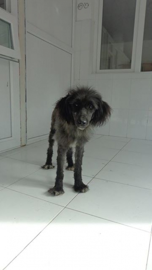 ბალონკა უსახელო