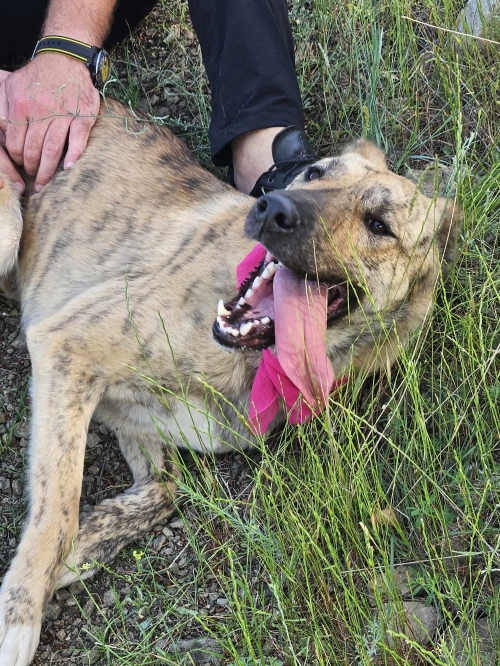 მეტისი შინდისის ტრასაზე ნაპოვნი