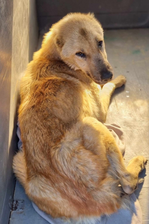 ქართული ნაგაზი ალექსანდრე თვალჭრელიძეს ქუჩა