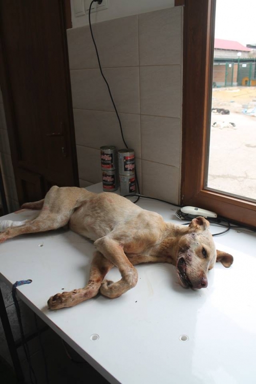 ლაბრადორის მეტისი უსახელო