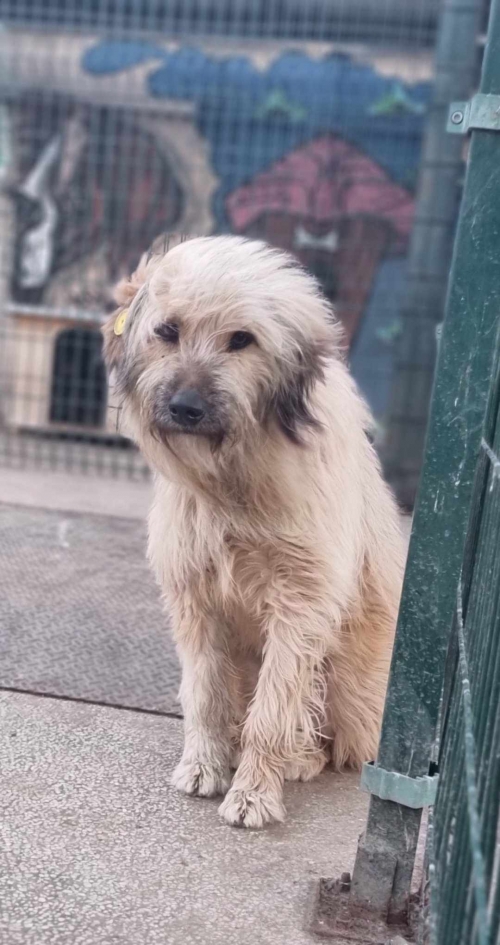 ბალონკა კუპრაძის 74 ნომერი