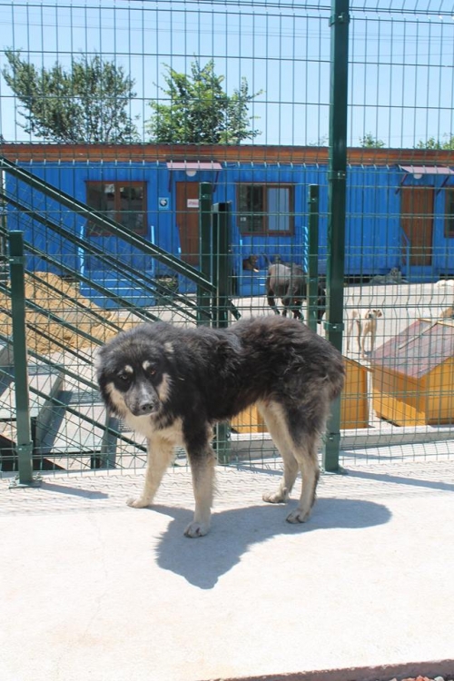 მეტისი უსახელო