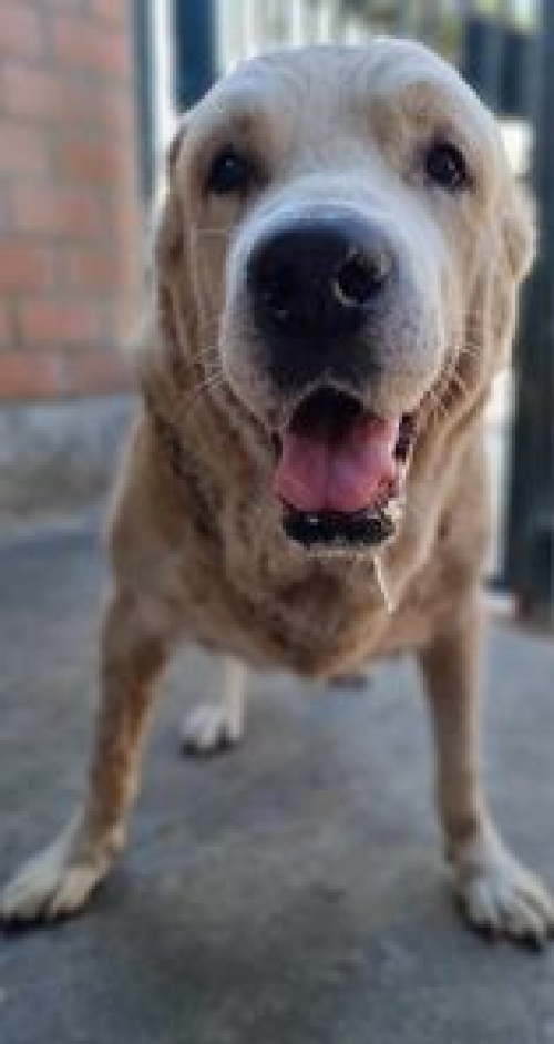 ქართული ნაგაზი ბაჩო