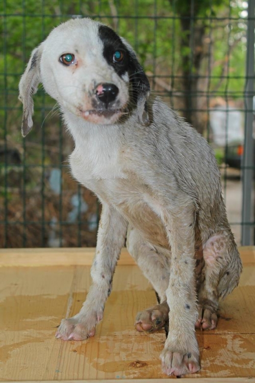 მეტისი უსახელო