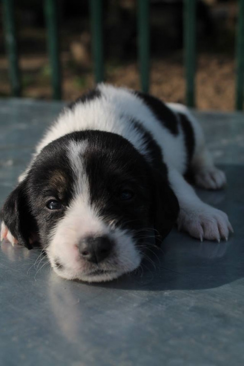 მეტისი უსახელო