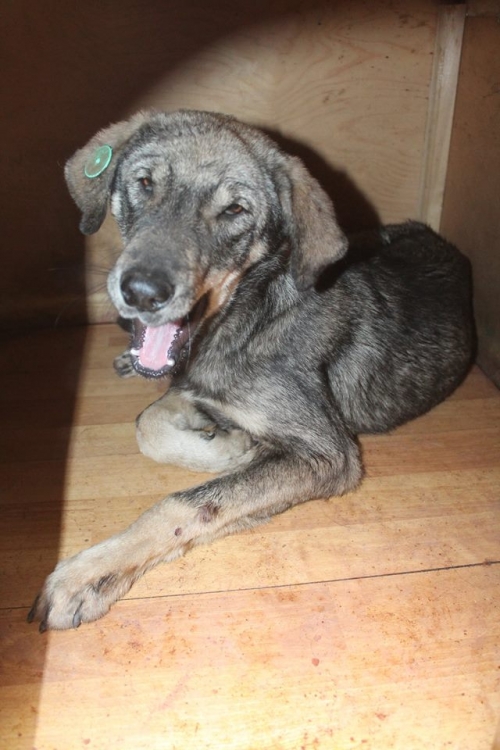 მეტისი უსახელო