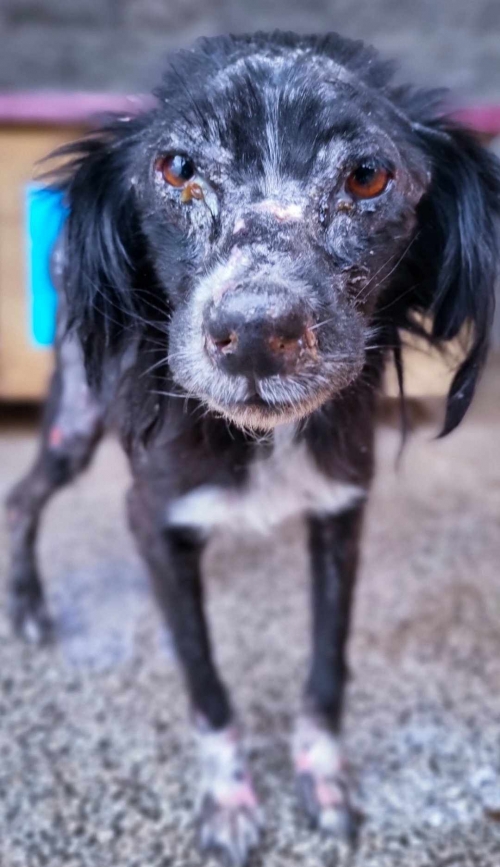 მეტისი თელავი