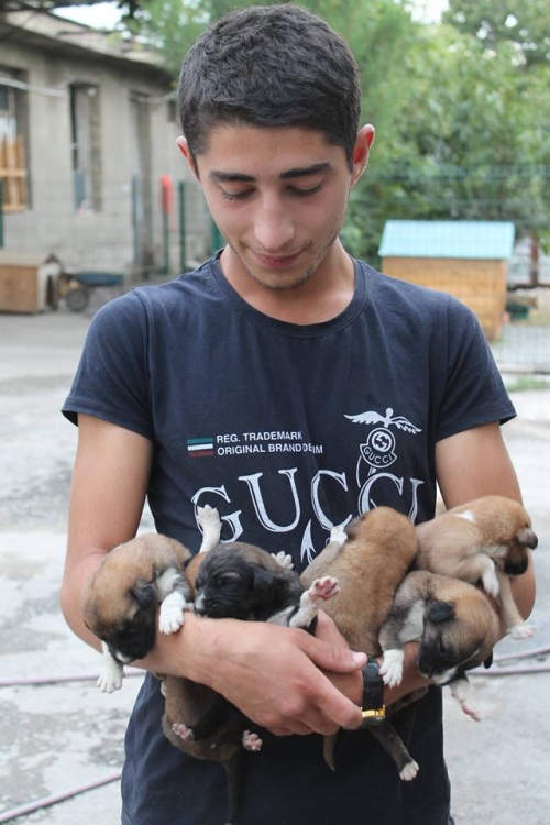 მეტისის ლეკვები უსახელო