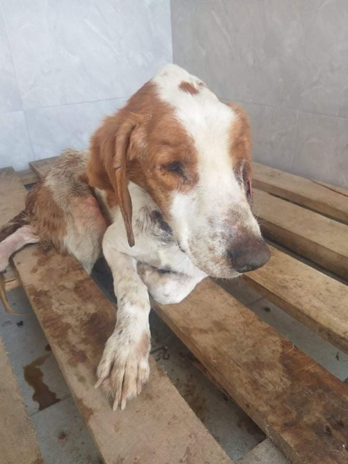 მეტისი გურჯანის რაიონი