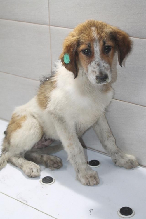 მეტისი უსახელო