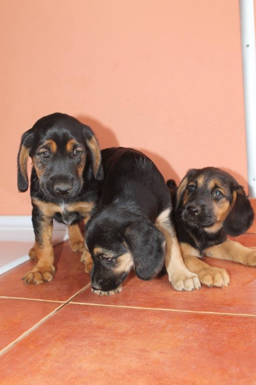 გონჩის მეტისი უსახელო