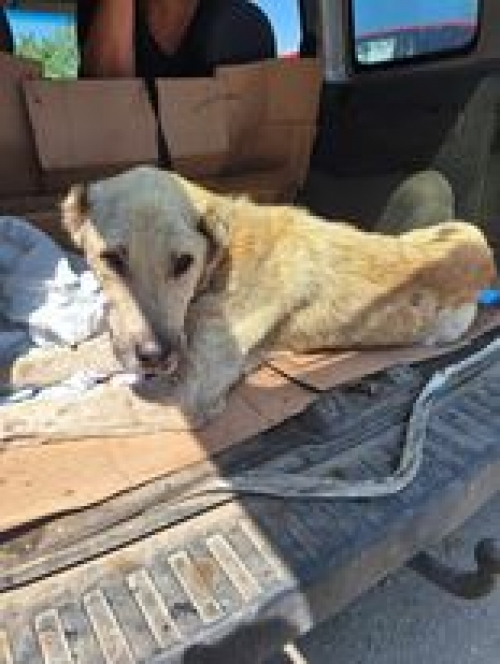 ქართული ნაგაზი ვაზიანი