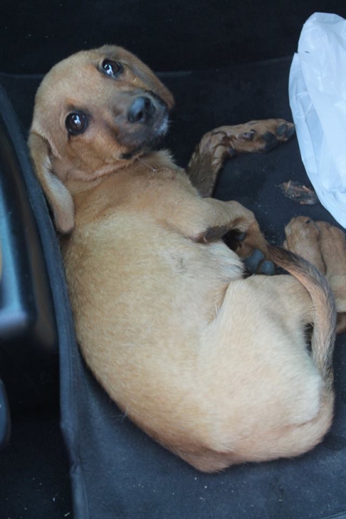 მეტისი უსახელო