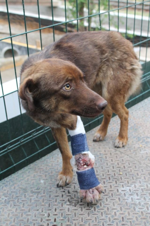 მეტისი უსახელო