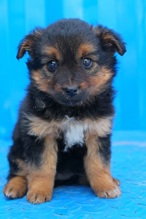 მეტისი უსახელო