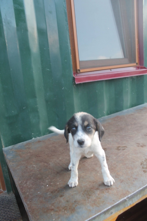 მეტისი უსახელო