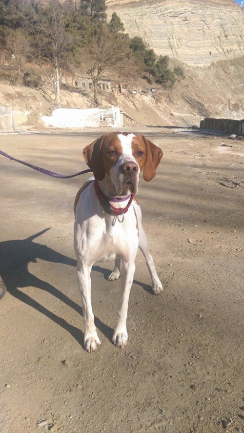 პოინტერი უსახელო