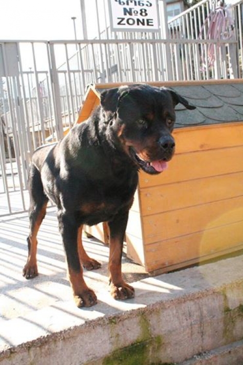 როტვეილერი ბალუ