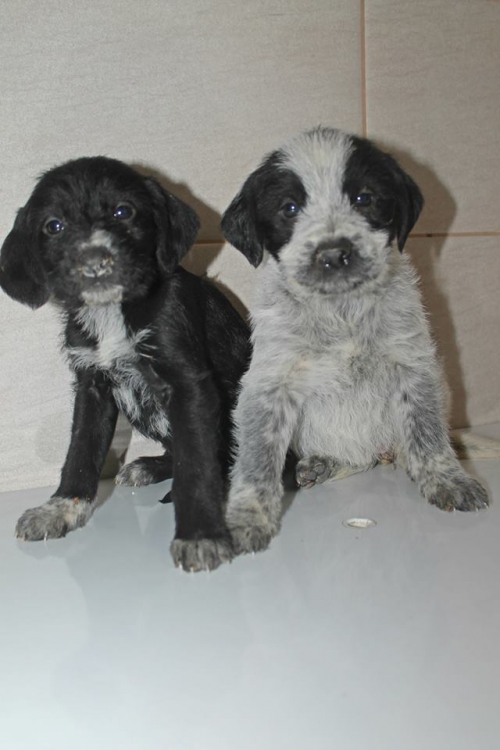 მეტისის ლეკვები უსახელო