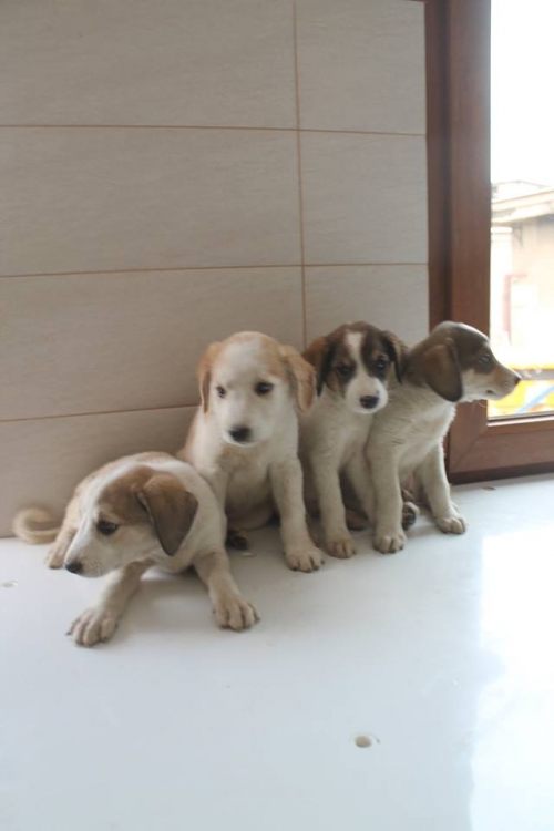 მეტისის ლეკვები უსახელო