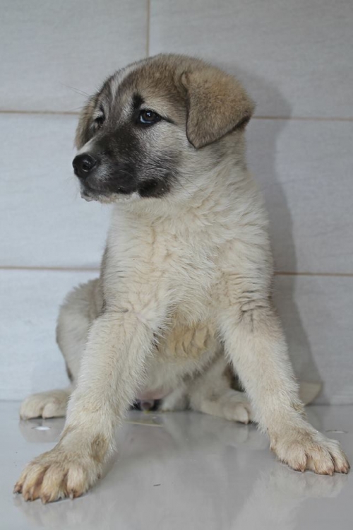 ლაიკის მეტისი უსახელო