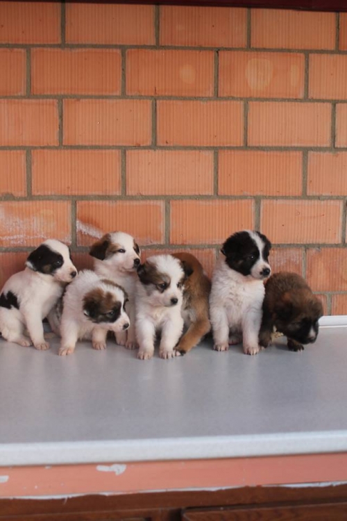 მეტისის ლეკვები უსახელო