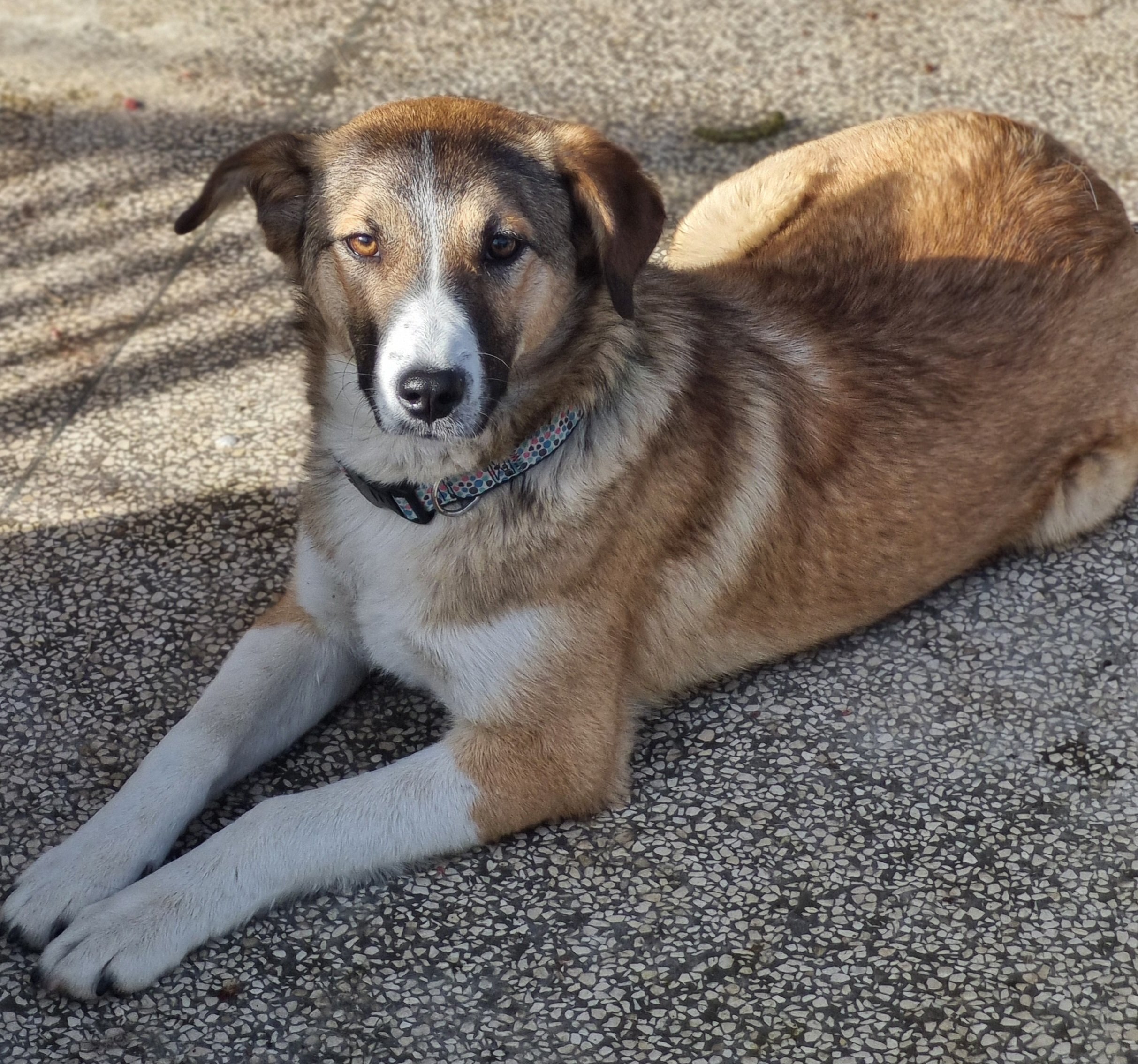 მეტისი. მინდელის ქ. ცუცა