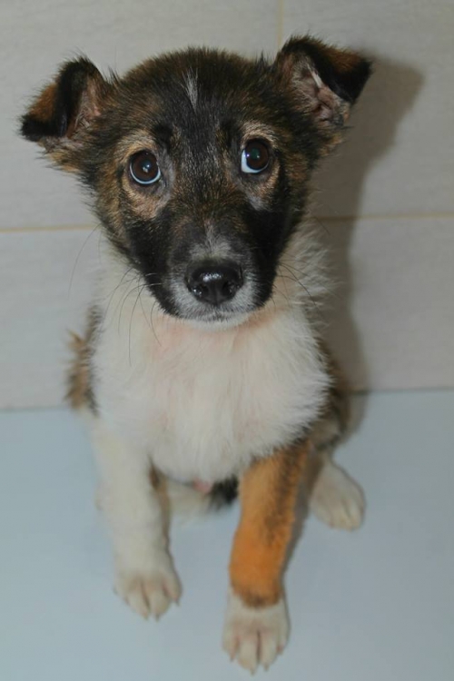 მეტისი შაილო