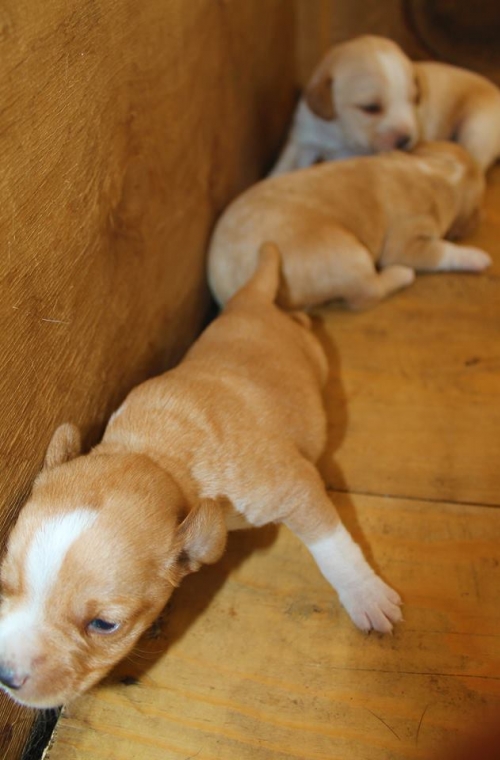 კოკერსპანელის მეტისი უსახელო