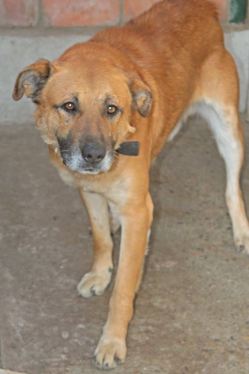 მეტისი პერსი