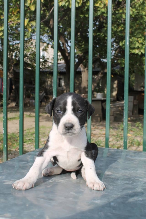 პოინტერის მეტისი უსახელო